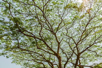 Sukhothai historical park and surrounding area example Wat Si Chum, Wat Traphang-Thong, Sorasak Temple in the midday and twilight