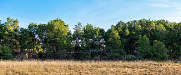 Pine (Pinus Sylvestris L.) forest at spring morning mist.