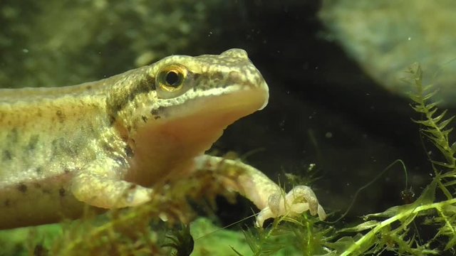 Fadenmolch (Lissotriton helveticus), Palmate newt