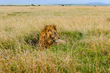 Fototapeta premium A male lion sitting relaxedly in the plains of Africa inside Masai Mara National Park during a wildlife safari