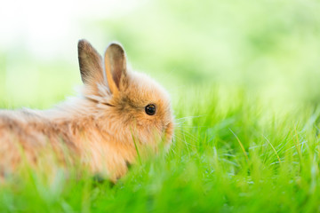 green easter bunny in nature 