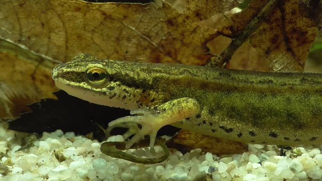 Fadenmolch (Lissotriton helveticus), Palmate newt