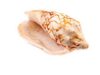 sea shell isolated on white background