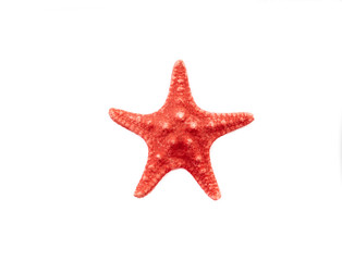 Fototapeta na wymiar red starfish isolated on white background