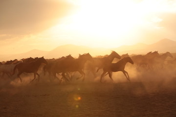 Obraz na płótnie Canvas wild horses and cowboys.kayseri turkey