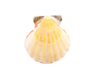 sea shell isolated on white background