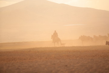 wild horses and cowboys.kayseri turkey