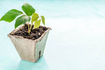 a plant in a peat pot on a turquoise background. Earth Day