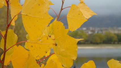 Obraz premium Hojas de otoño frente al embalse de Santilla
