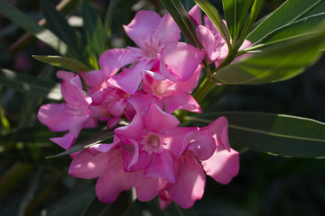 oleander