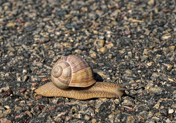 Vineyard snail.
