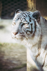 Tigre blanc