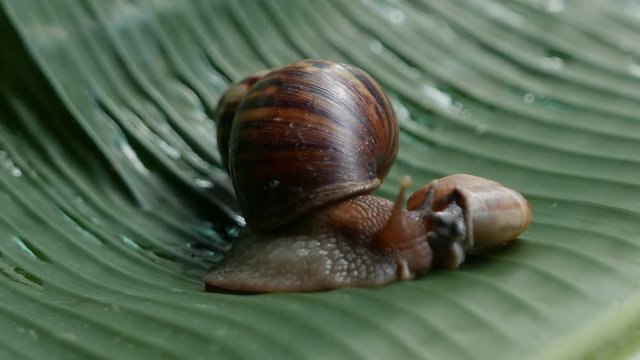 a snail is crawling in circles on a dry coconut, a snail is crawling on a yellow ball, two snails are crawling on a palm tree lea