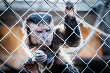 Singe capucin ou sapajou brun enfermé dans une cage