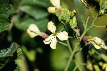 Wild Radish Flower in Bloom in Winter