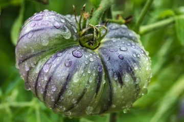 ripe natural tomatoes in water drops