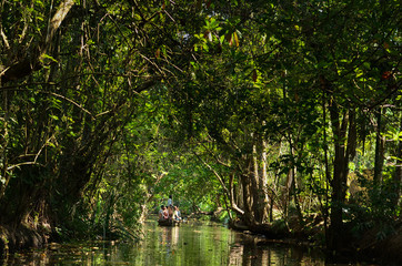 Boat moving through canopy of trees through the small lanes of backwaters of Alleppey (Alappuzha), Kumarakom, Kerala, India