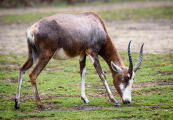 A blesbok antelope (Damaliscus pygargus) standing in grass