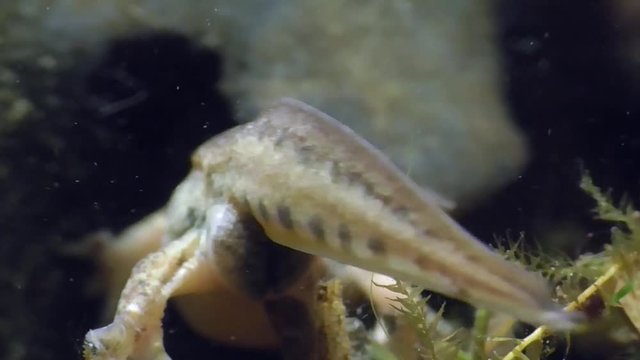 Fadenmolch (Lissotriton helveticus), Palmate newt
