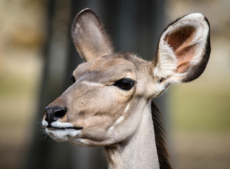A blesbok antelope (Damaliscus pygargus) standing in grass