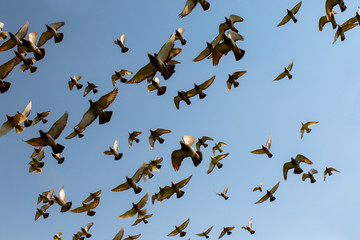 flock of speed racing pigeon bird, flying against clear blue sky