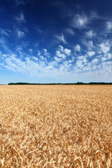 Wheat Field Against Blue Sky
