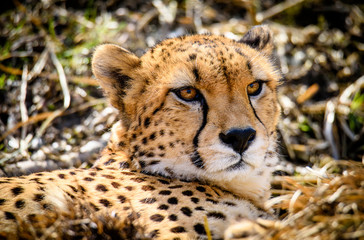 Cheetah in ZOO in Pilsen, Czech Republic