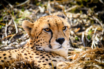 Cheetah in ZOO in Pilsen, Czech Republic
