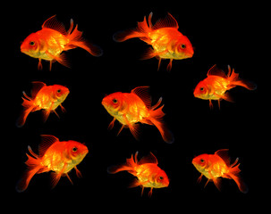 Naklejka premium goldfish isolated on black background