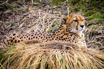Cheetah in ZOO in Pilsen, Czech Republic