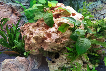 Lava stone with planting