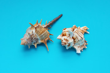 two pieces conch shells on a blue background