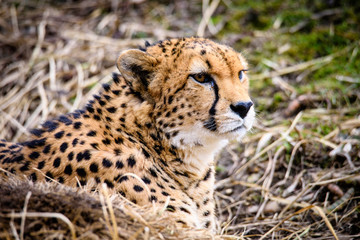 Cheetah in ZOO in Pilsen, Czech Republic