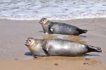 sunbathing seals