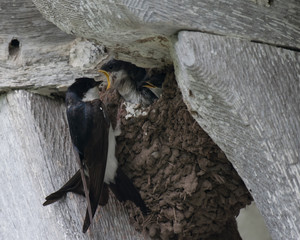 House Martin & chicks
