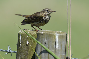 Meadow pipit on post