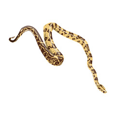 python isolated on white background