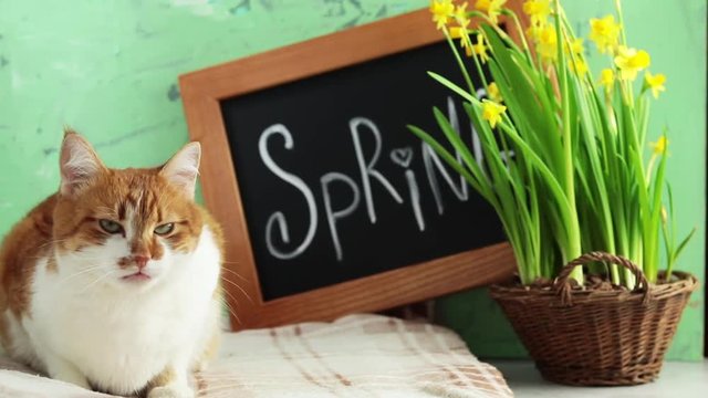 Сute red white cat resting near calligraphic inscription hand lettering letters spring on black chalkboard standing on green concrete surface with yellow blossom narcissus in wicker basket.