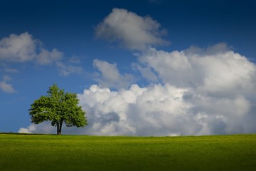 Fototapeta na wymiar Single tree on a meadow and blue sky .savsat/artvin/turkey