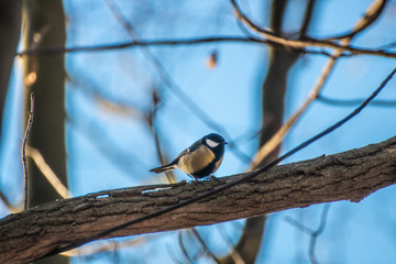 Bird Meise Vogel 