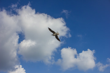 seagull in the sky