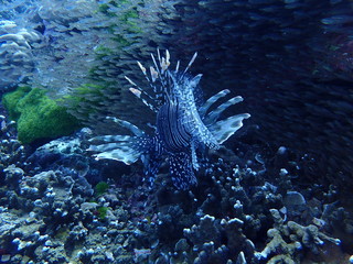 透明な小魚の中を泳ぐミノカサゴ