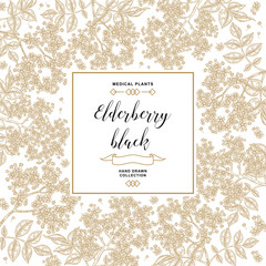 Hand drawn background with elderberry black. Elderberry or sambucus flowers and leaves. Vector illustration vintage.