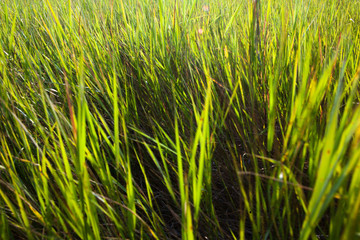 Green grass in the field