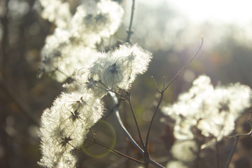 dandelion in the wind