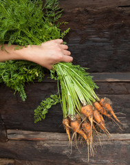 Hand holding a bunch of freshly dug carrots