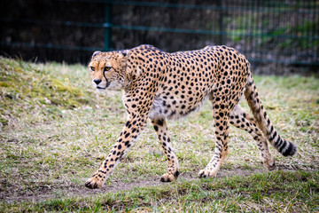 Cheetah in ZOO in Pilsen, Czech Republic