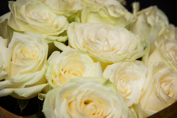 White roses close up