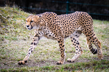 Cheetah in ZOO in Pilsen, Czech Republic