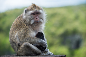 Portrait of monkey in the wild